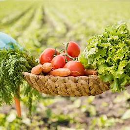 Pletena korpa od svježih paradajza, šargarepe i zelene salate.