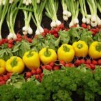 Šareni aranžman svježeg povrća, uključujući žute paprike, crvene rotkvice, mladi luk i lisnato povrće, izložen u urednim redovima na tamnom tlu.