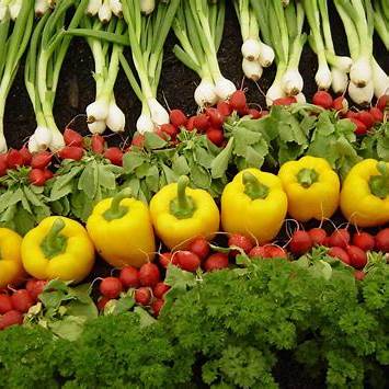 Šareni aranžman svježeg povrća, uključujući žute paprike, crvene rotkvice, mladi luk i lisnato povrće, izložen u urednim redovima na tamnom tlu.